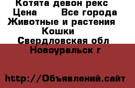 Котята девон рекс › Цена ­ 1 - Все города Животные и растения » Кошки   . Свердловская обл.,Новоуральск г.